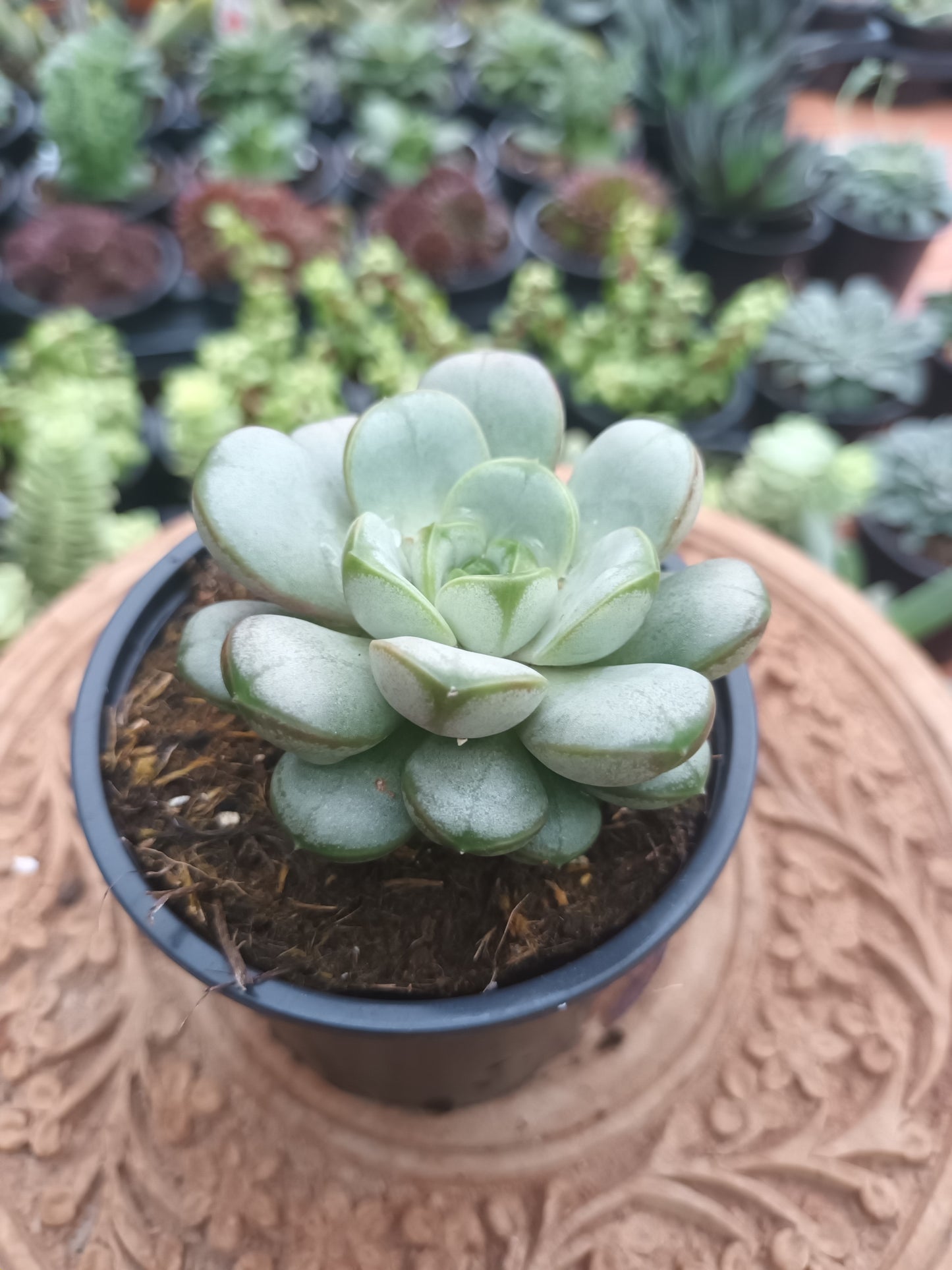 Graptoveria amethorum