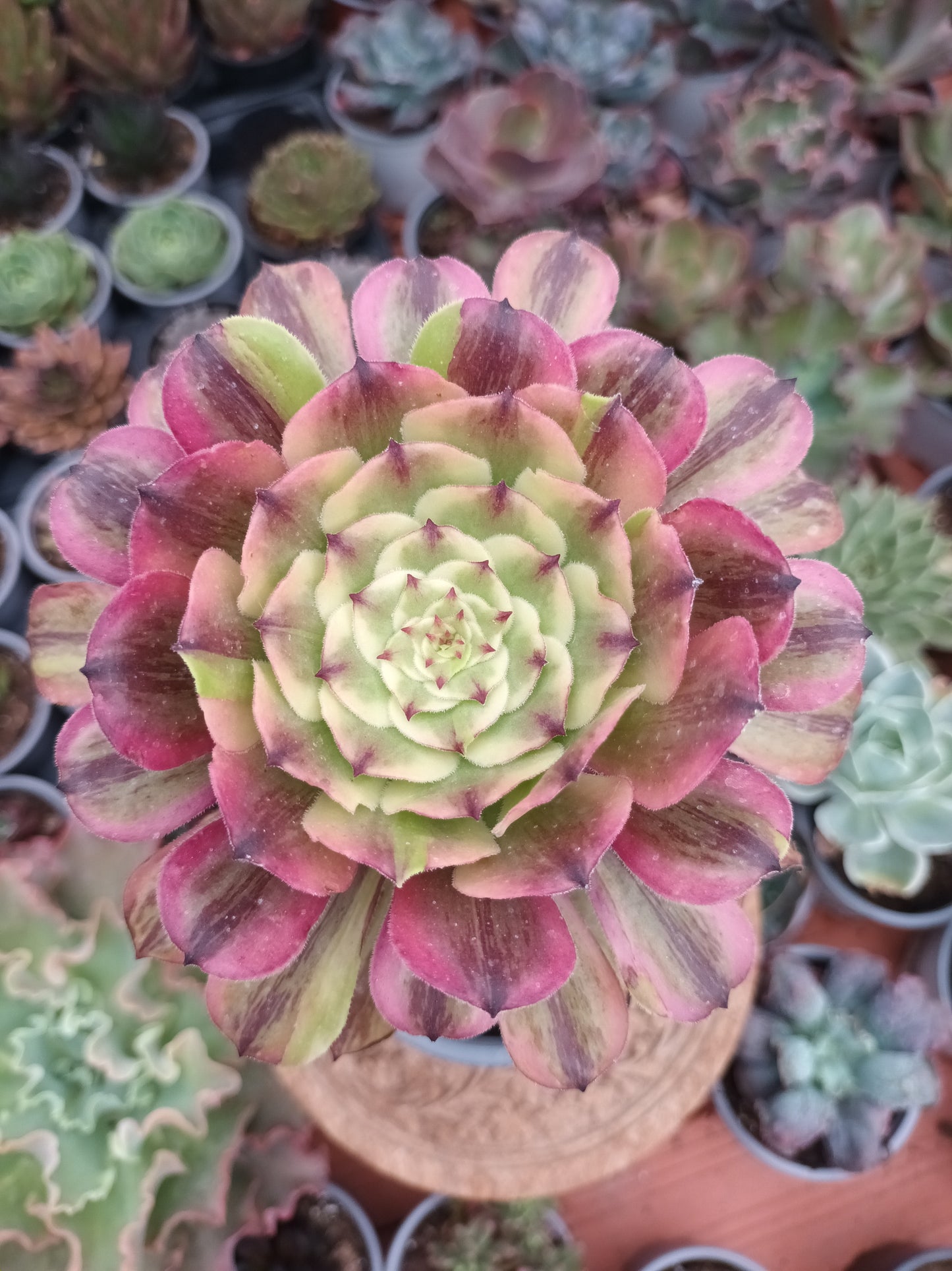 Aeonium fendai