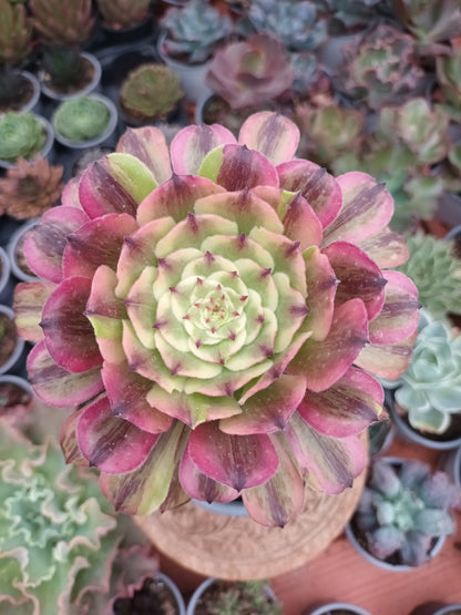 Aeonium fendai