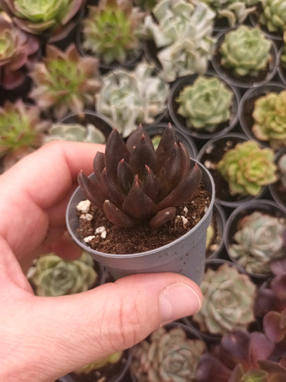 Echeveria affins