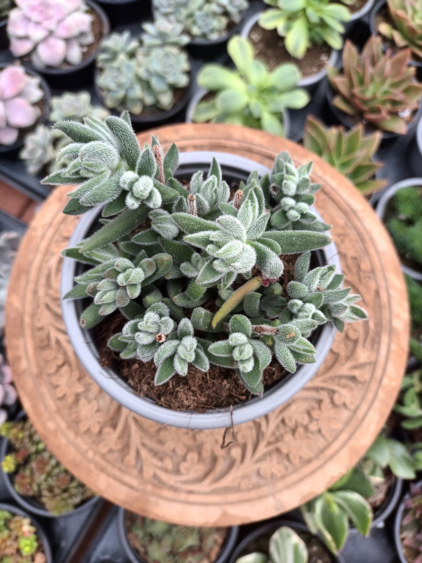 Crassula Mesembryanthoides