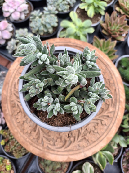 Crassula Mesembryanthoides