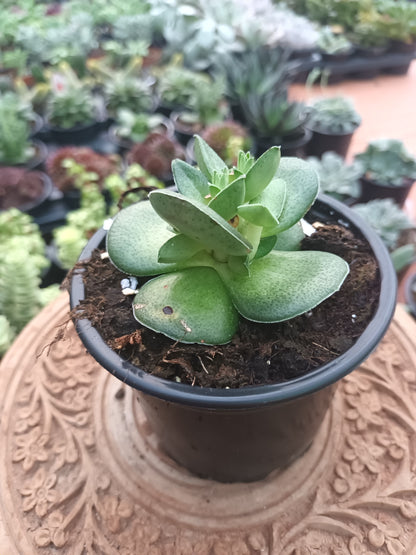 Crassula hemisphaerica