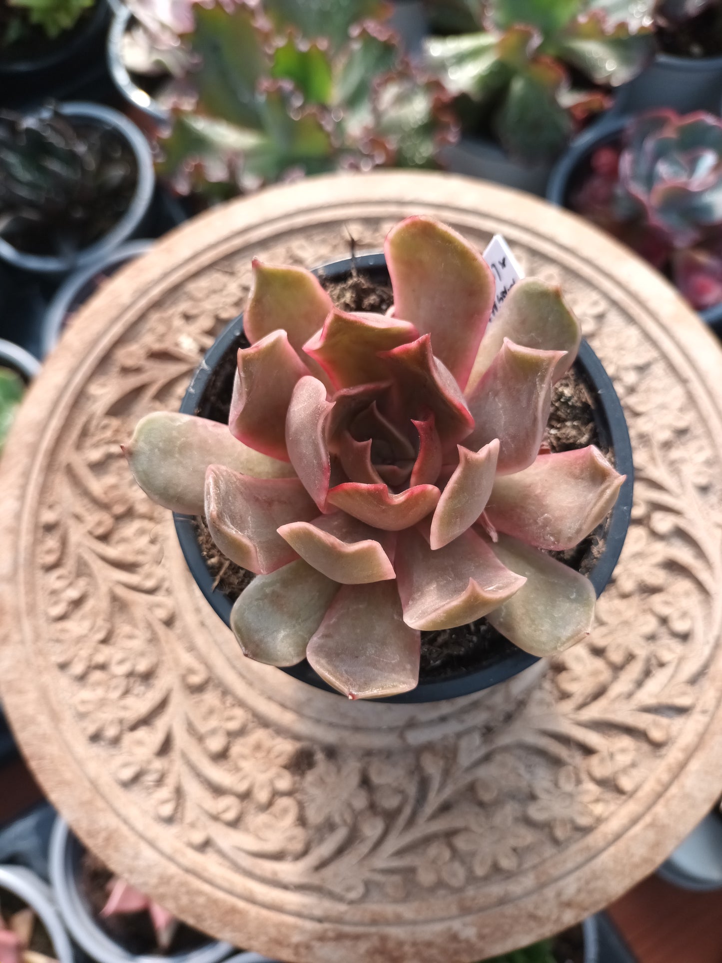 Echeveria magma pearl x lilacina