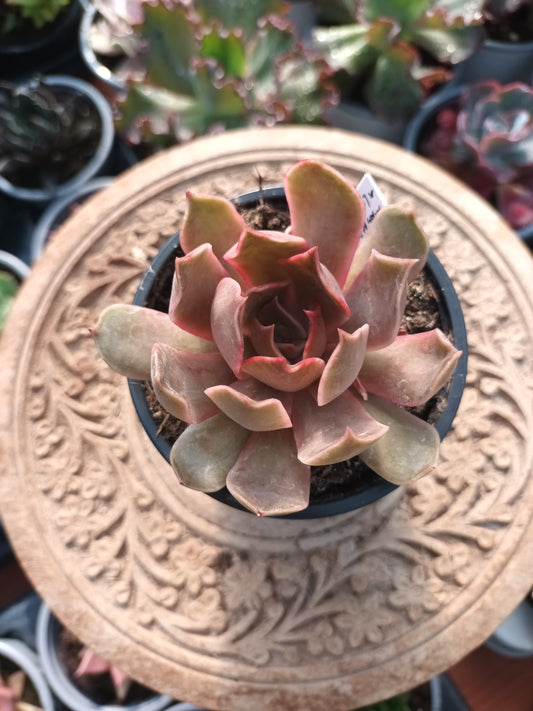 Echeveria magma pearl x lilacina