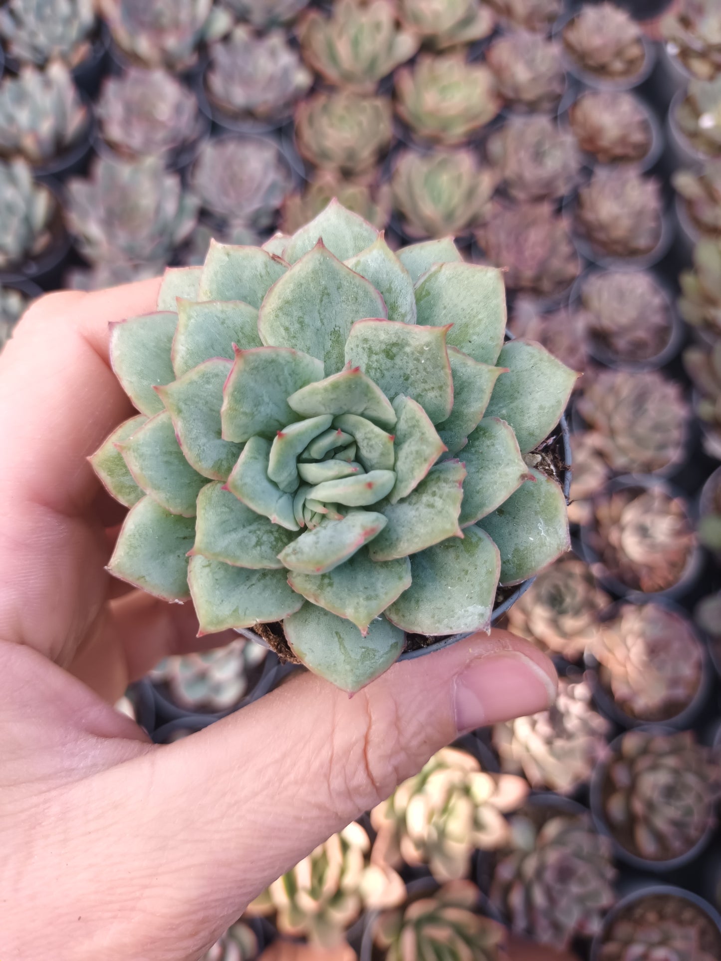 Echeveria van breen