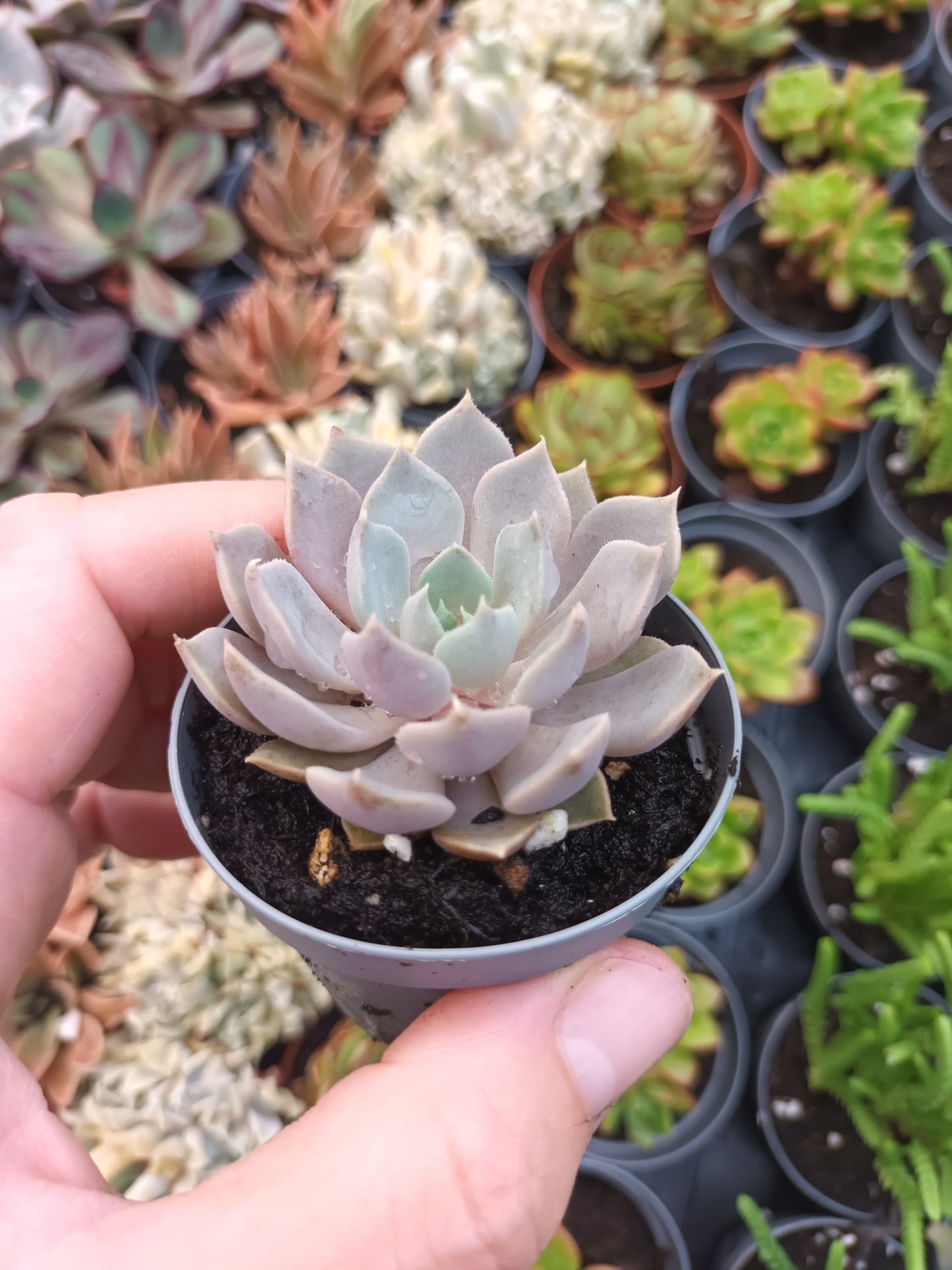 Graptoveria Debby