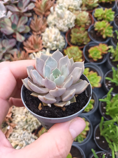 Graptoveria Debby