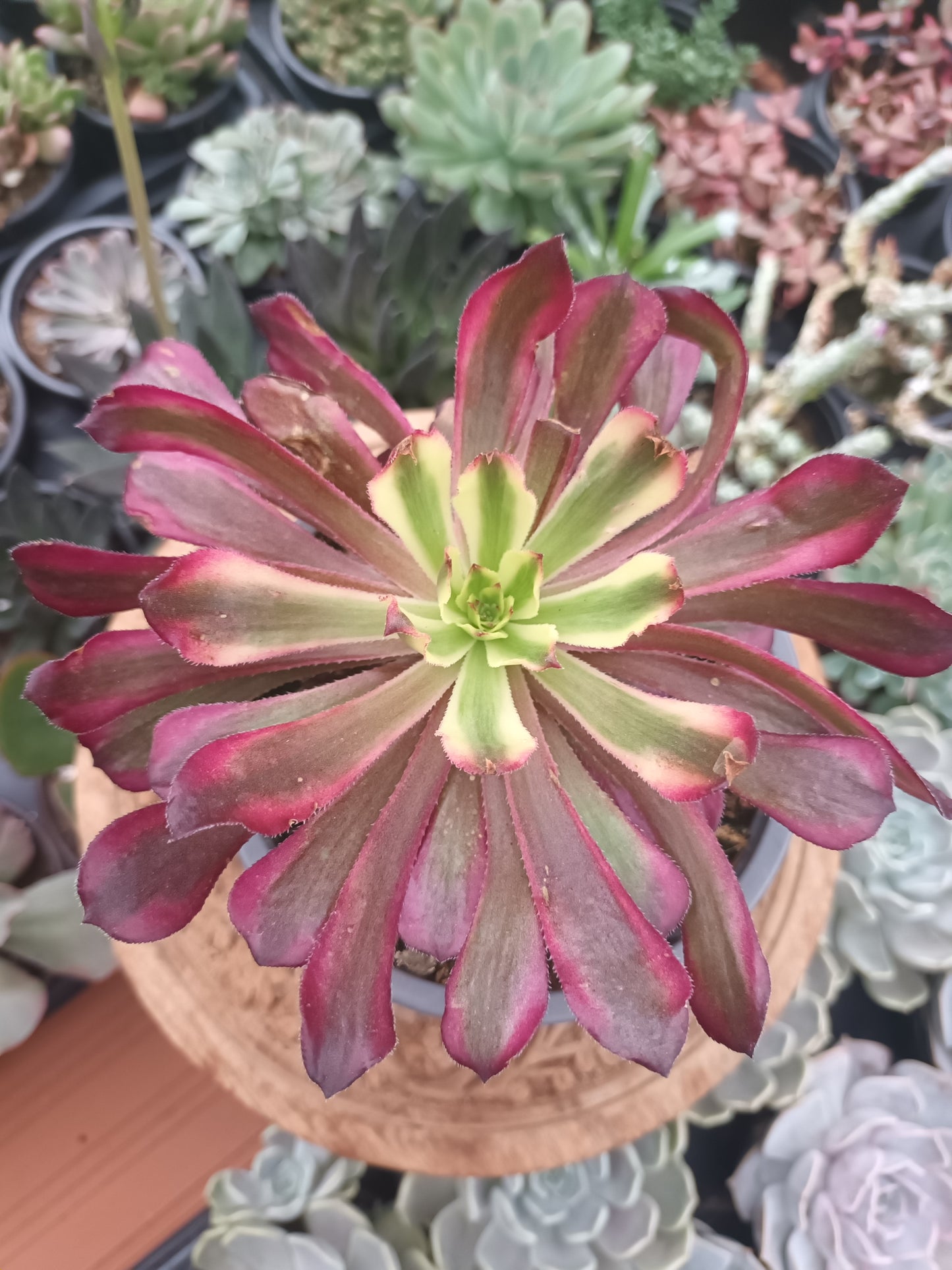 Aeonium Mardi Grass
