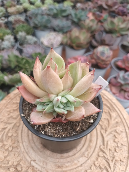 Echeveria giant mexican x Graptoveria silverstar