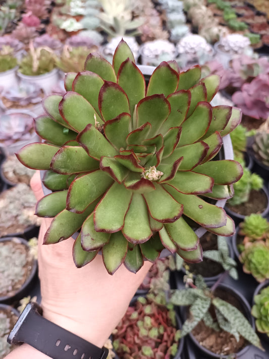 Echeveria pulidonis 'Magma Pearl'