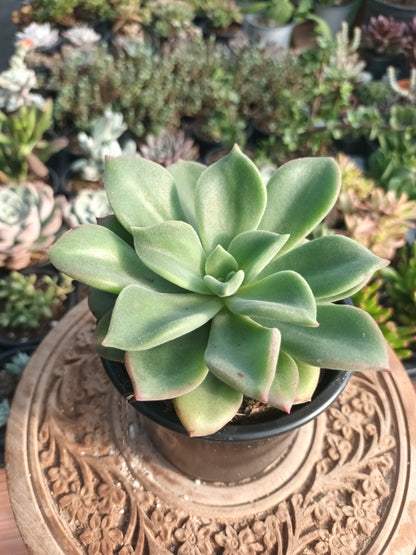 Echeveria setosa 'Beneton'