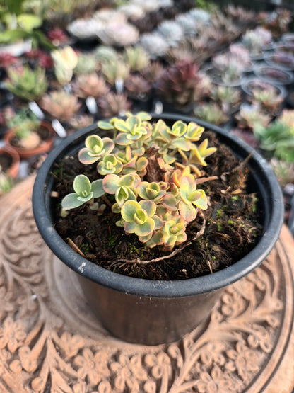 Sedum marginalis 'Rubra' variegata