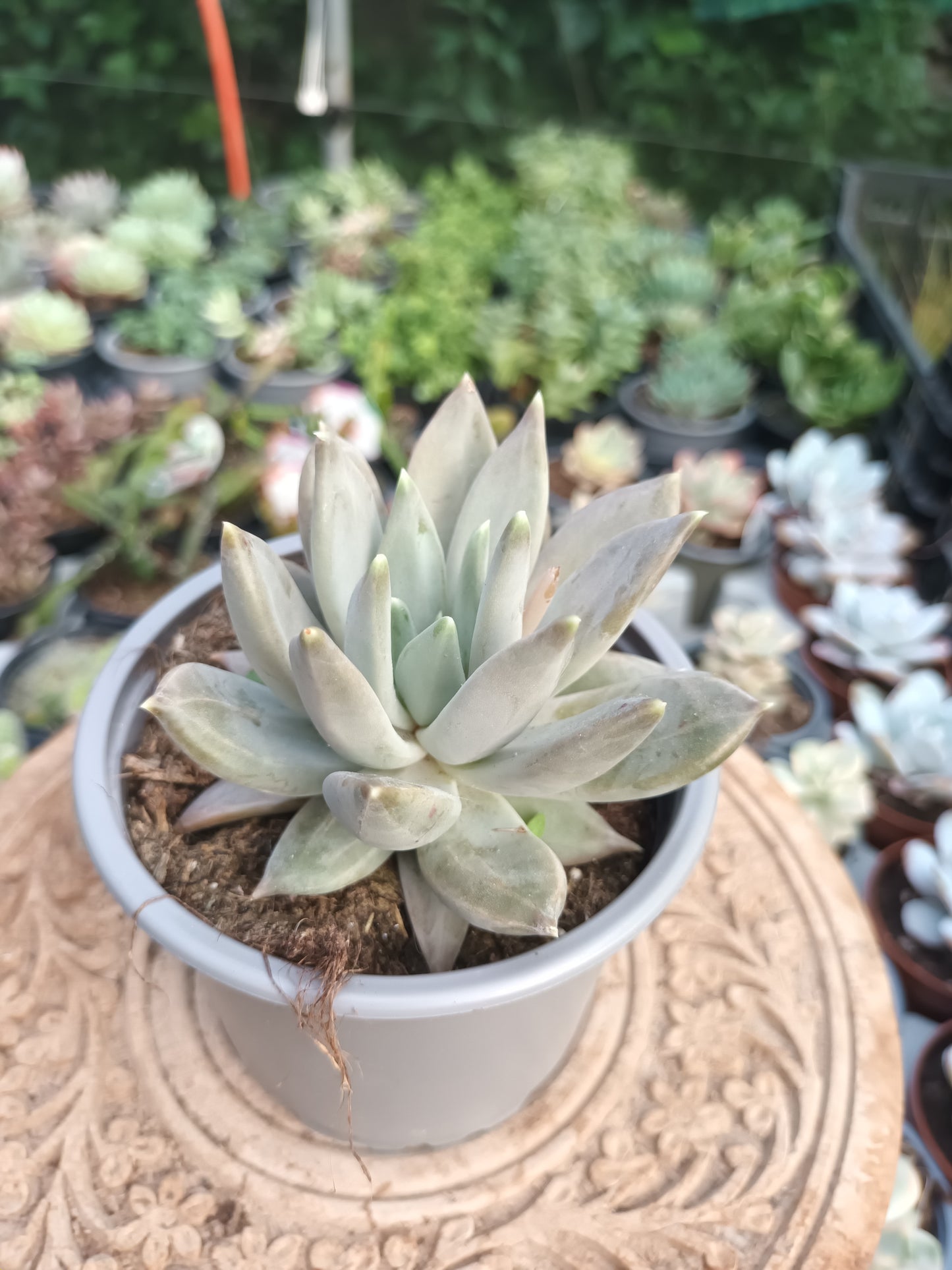 Pachyveria Krakatoa