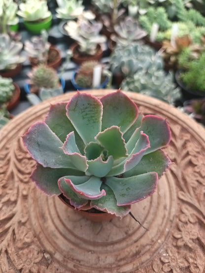 Echeveria Purple Dance