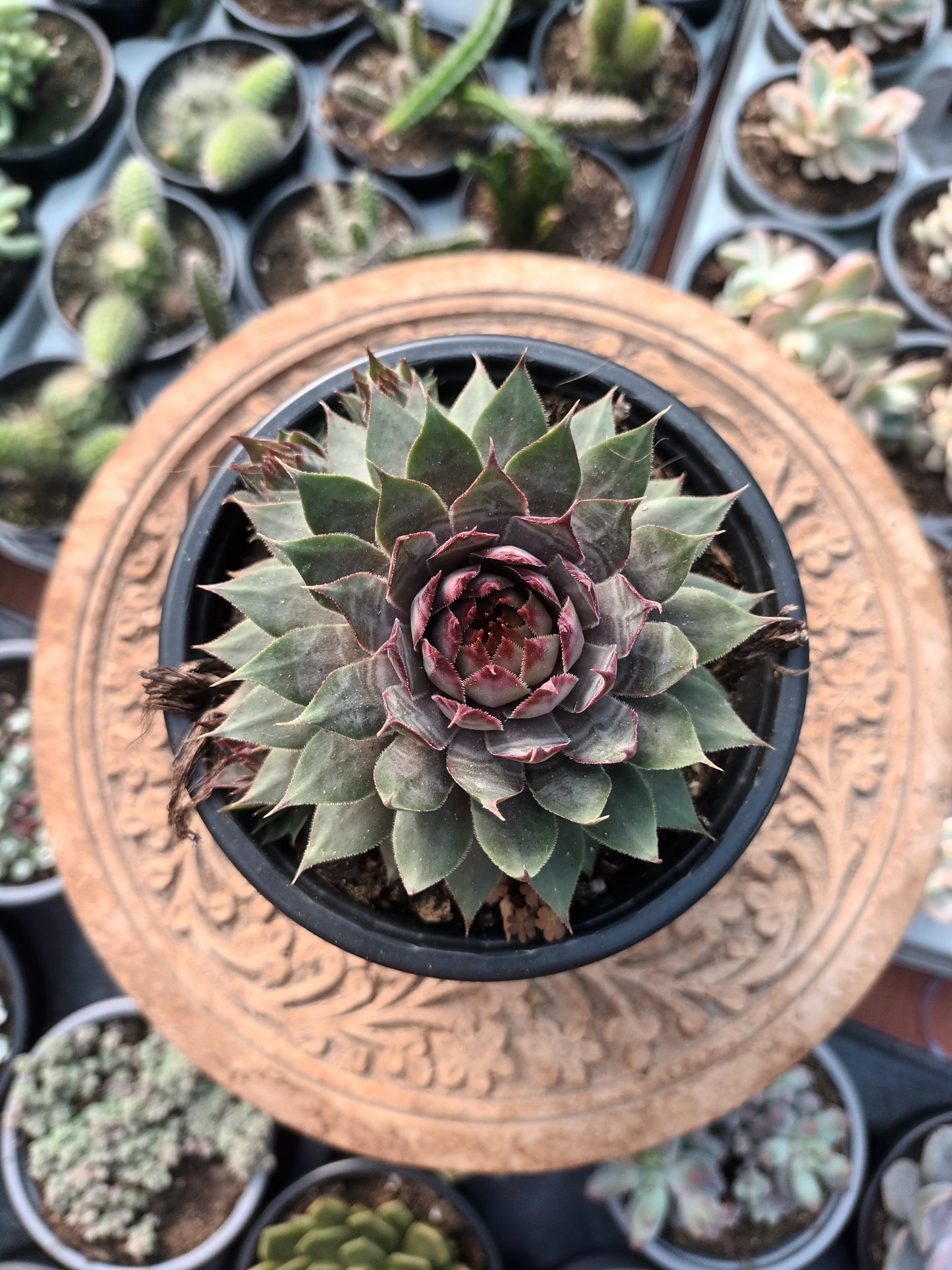 Sempervivum Red Beauty