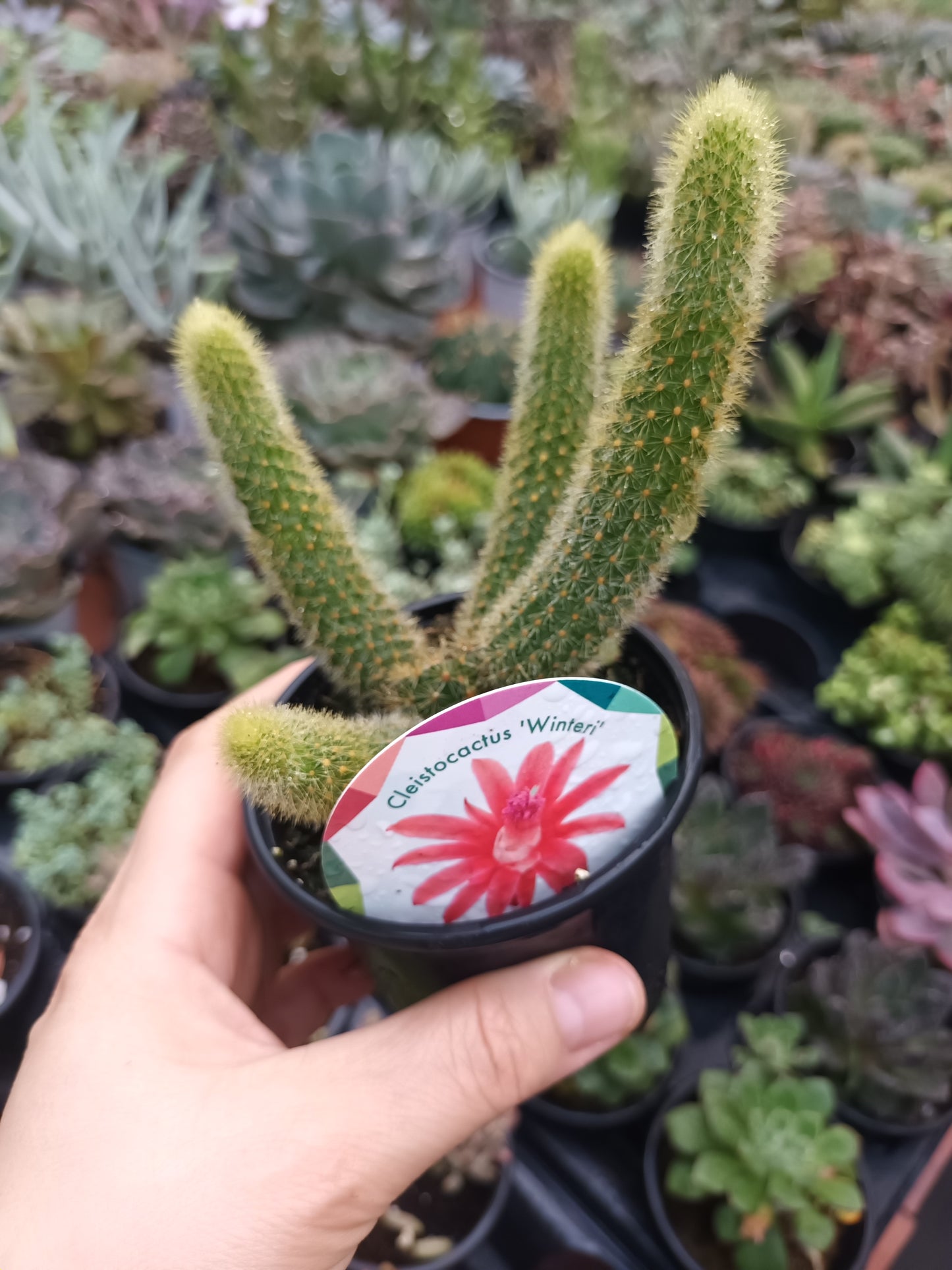 Celeistocactus 'Winteri' o rabo de gato