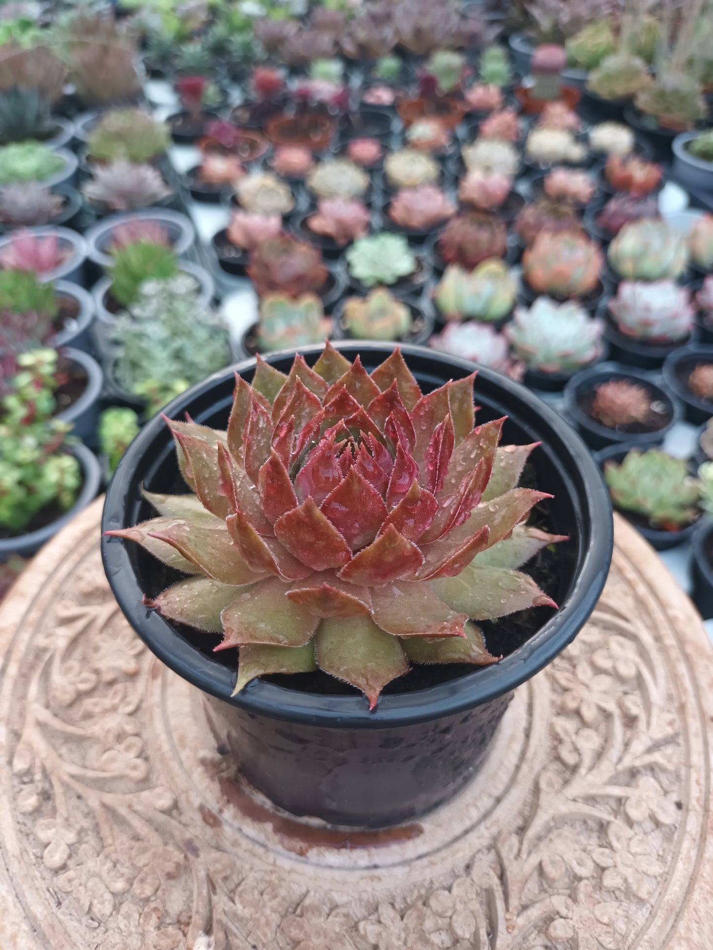 Sempervivum ‘Sparkling Light’