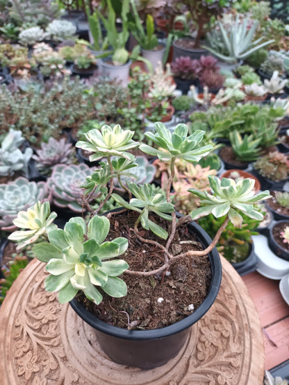 Aeonium castello-paivae variegata