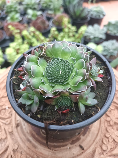 Orostachys spinosa