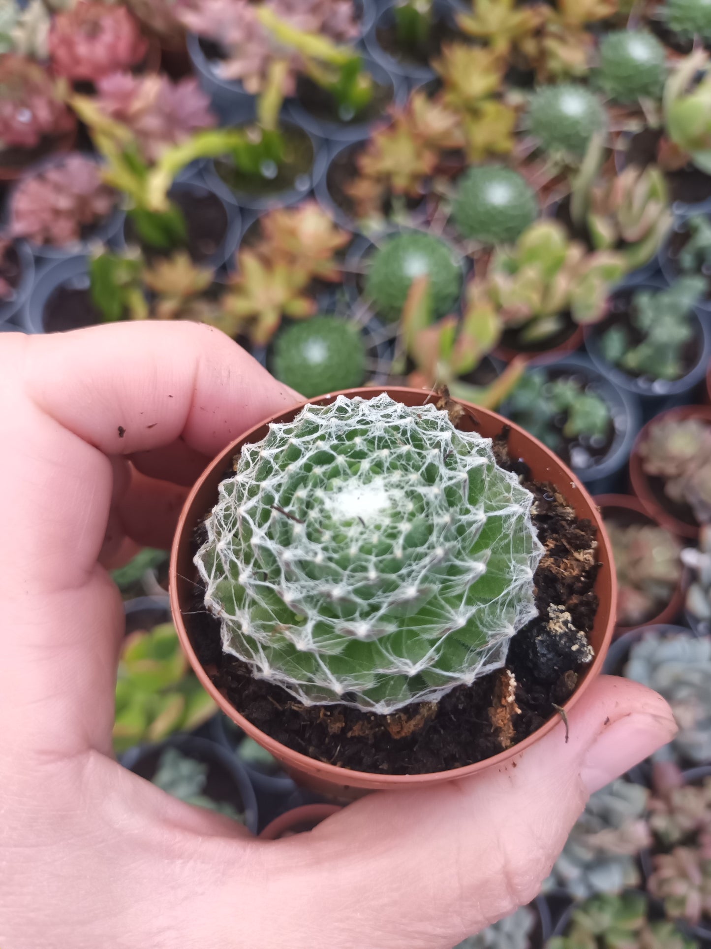 Sempervivum arachnoideum