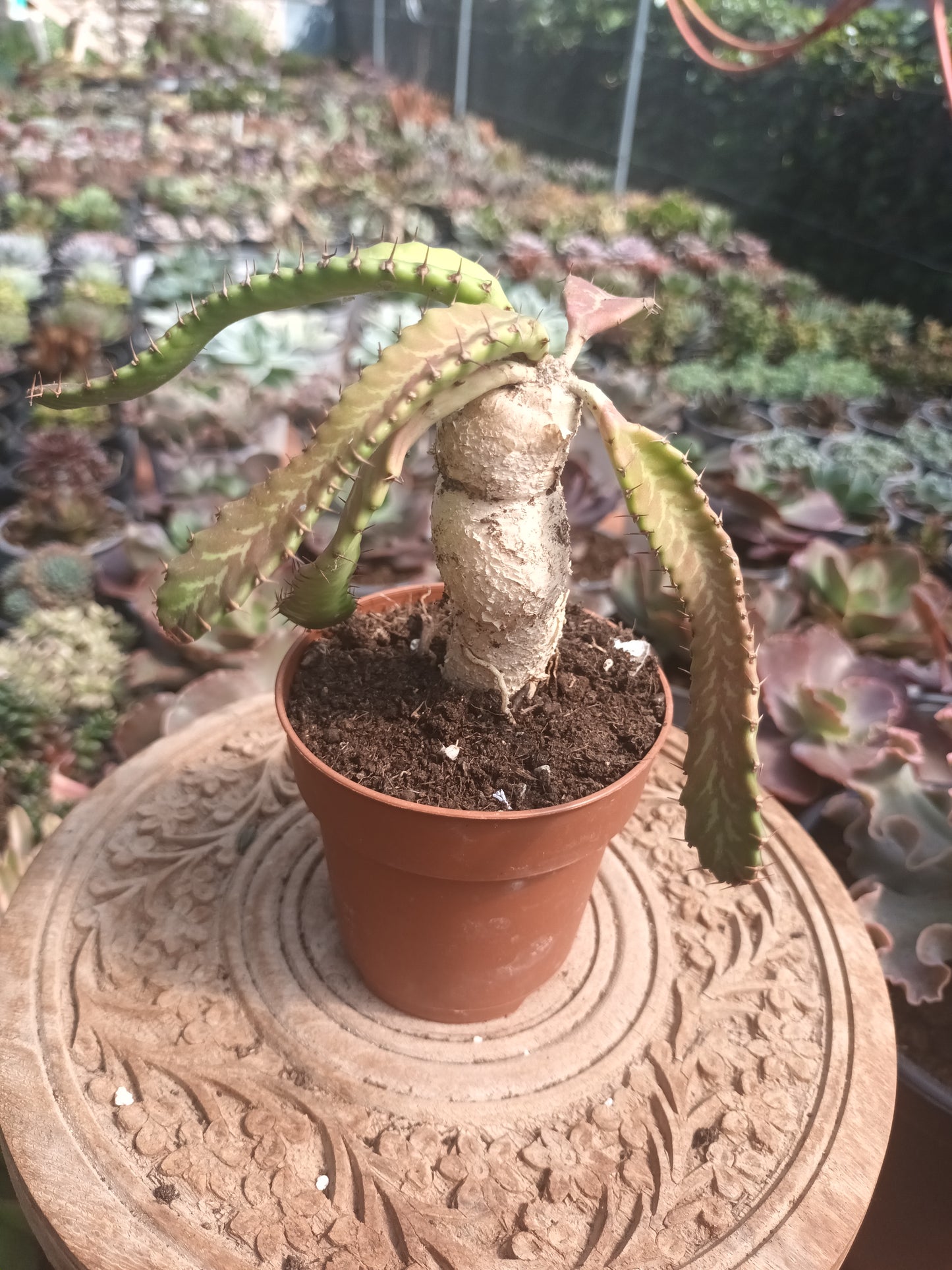 Euphorbia stellata