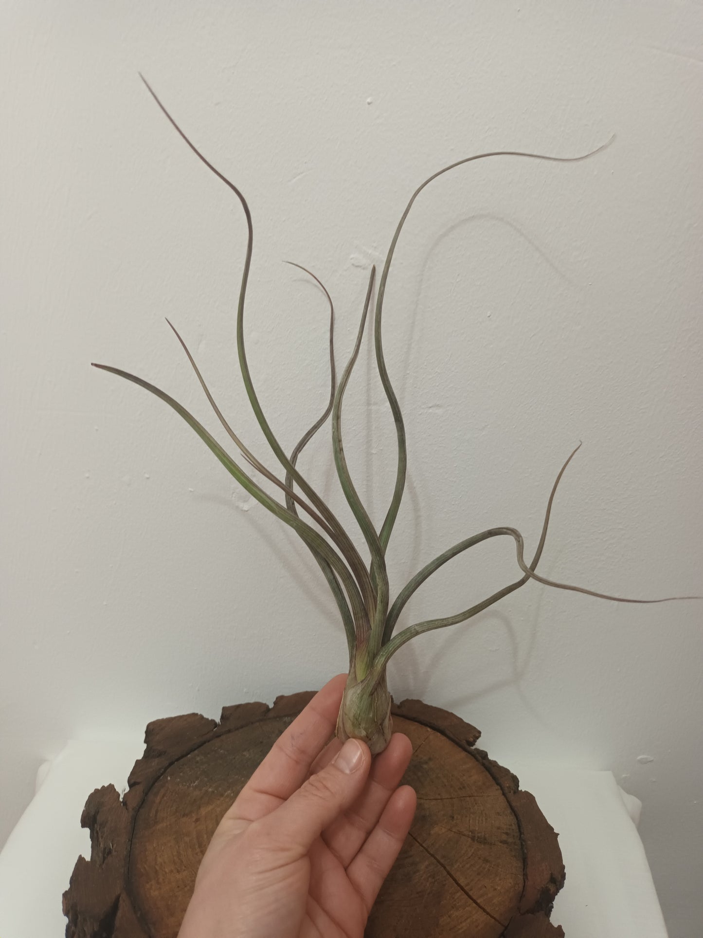 Tillandsia pseudobaileyi - M
