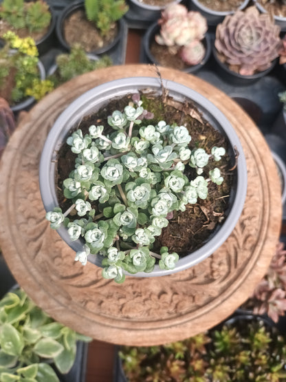 Sedum spathulifolium
