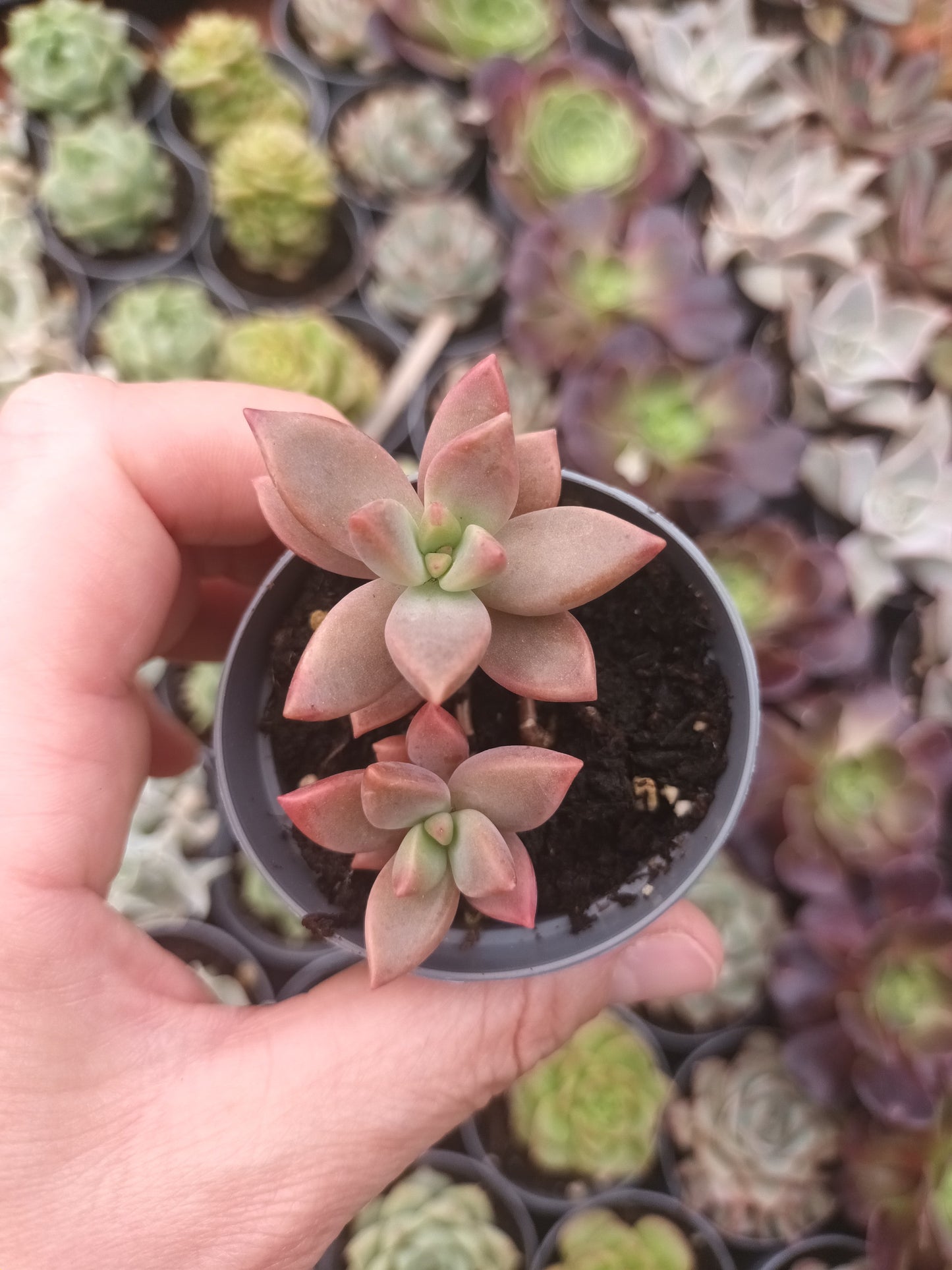 Graptosedum bronce