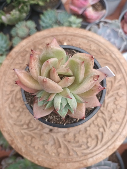 Echeveria giant mexican x Graptoveria silverstar