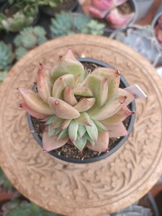Echeveria giant mexican x Graptoveria silverstar