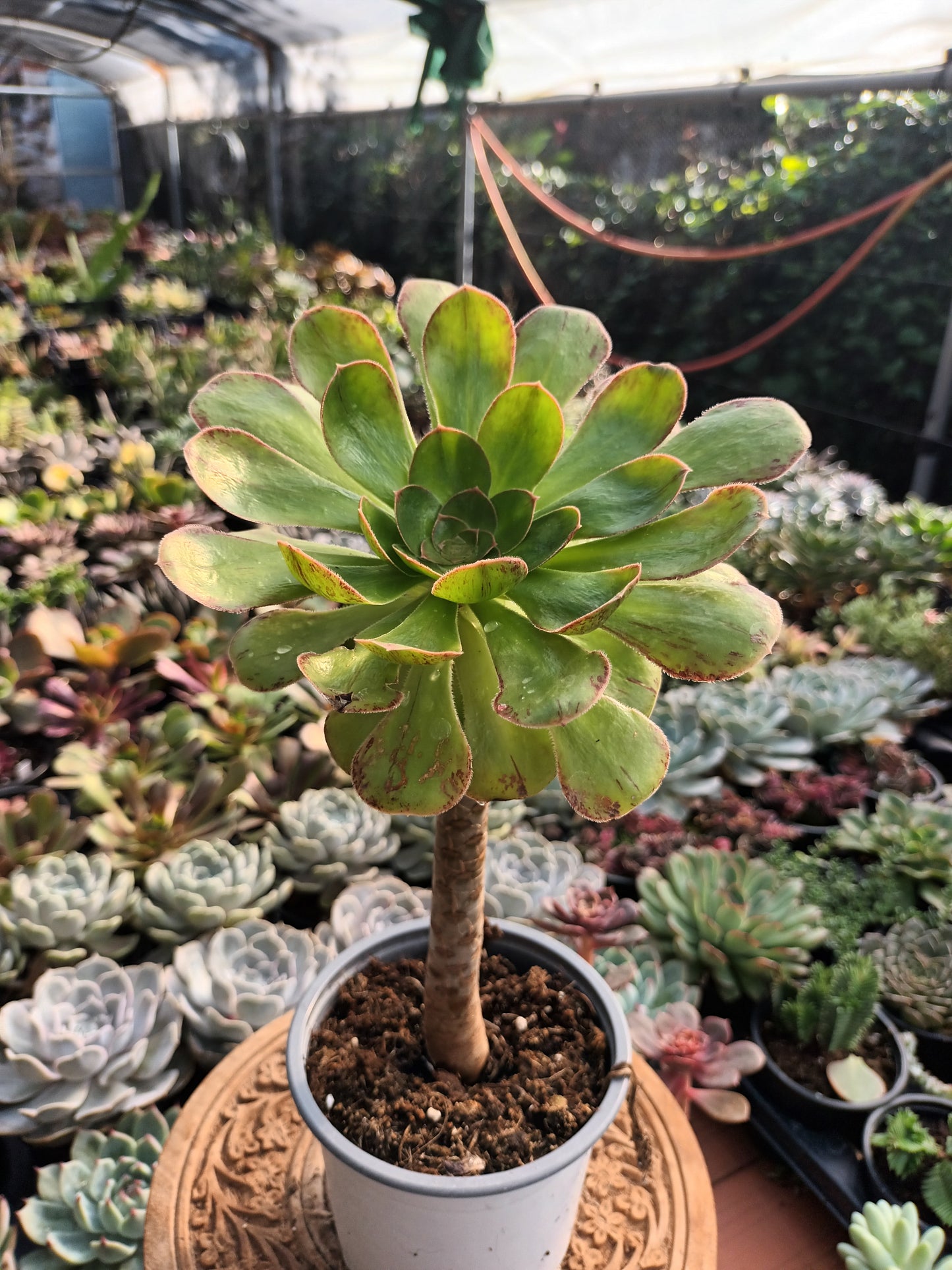 Aeonium rubrolineatum