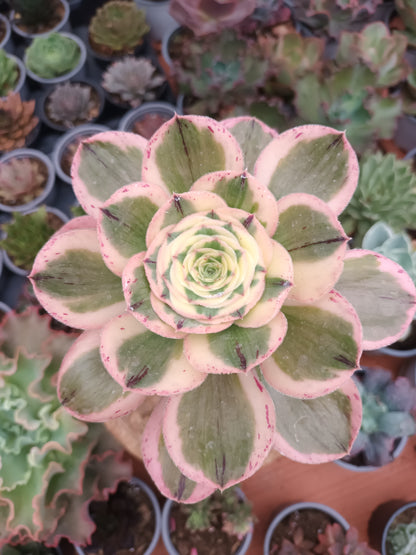 Aeonium zeus o Aeonium zuse