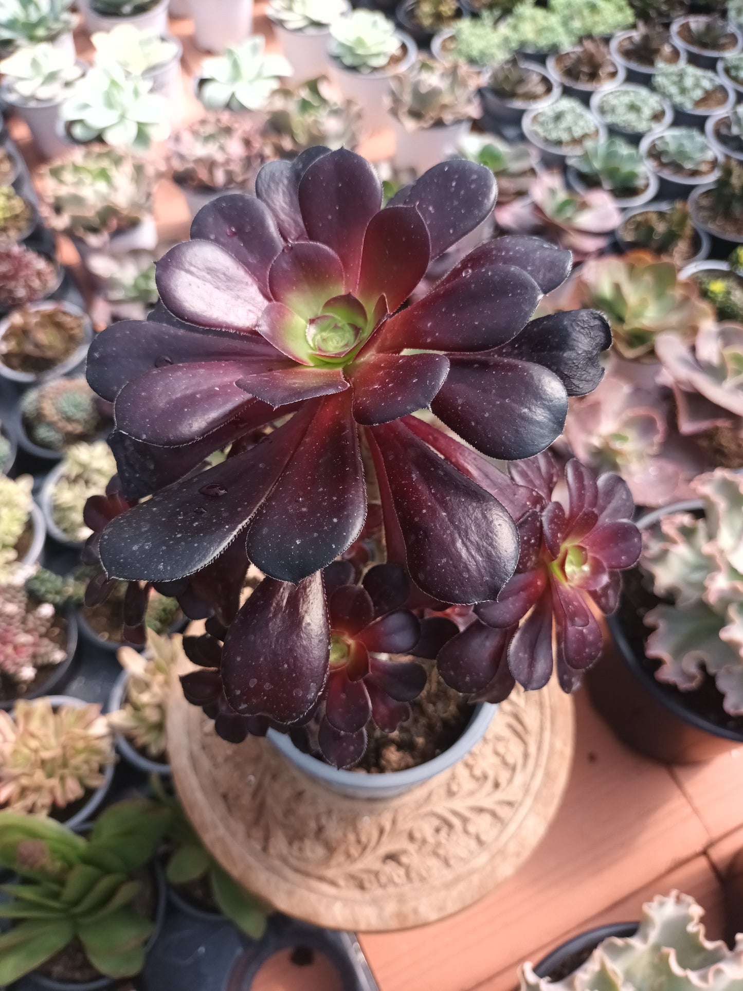 Aeonium voodoo