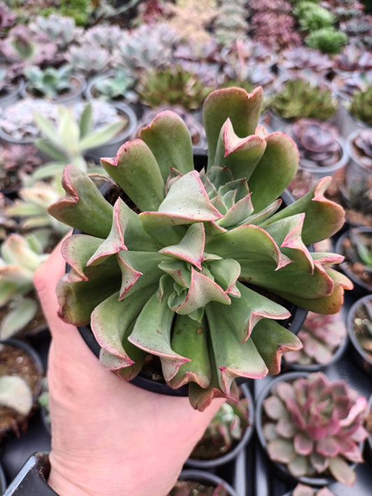 Echeveria Dark Vader