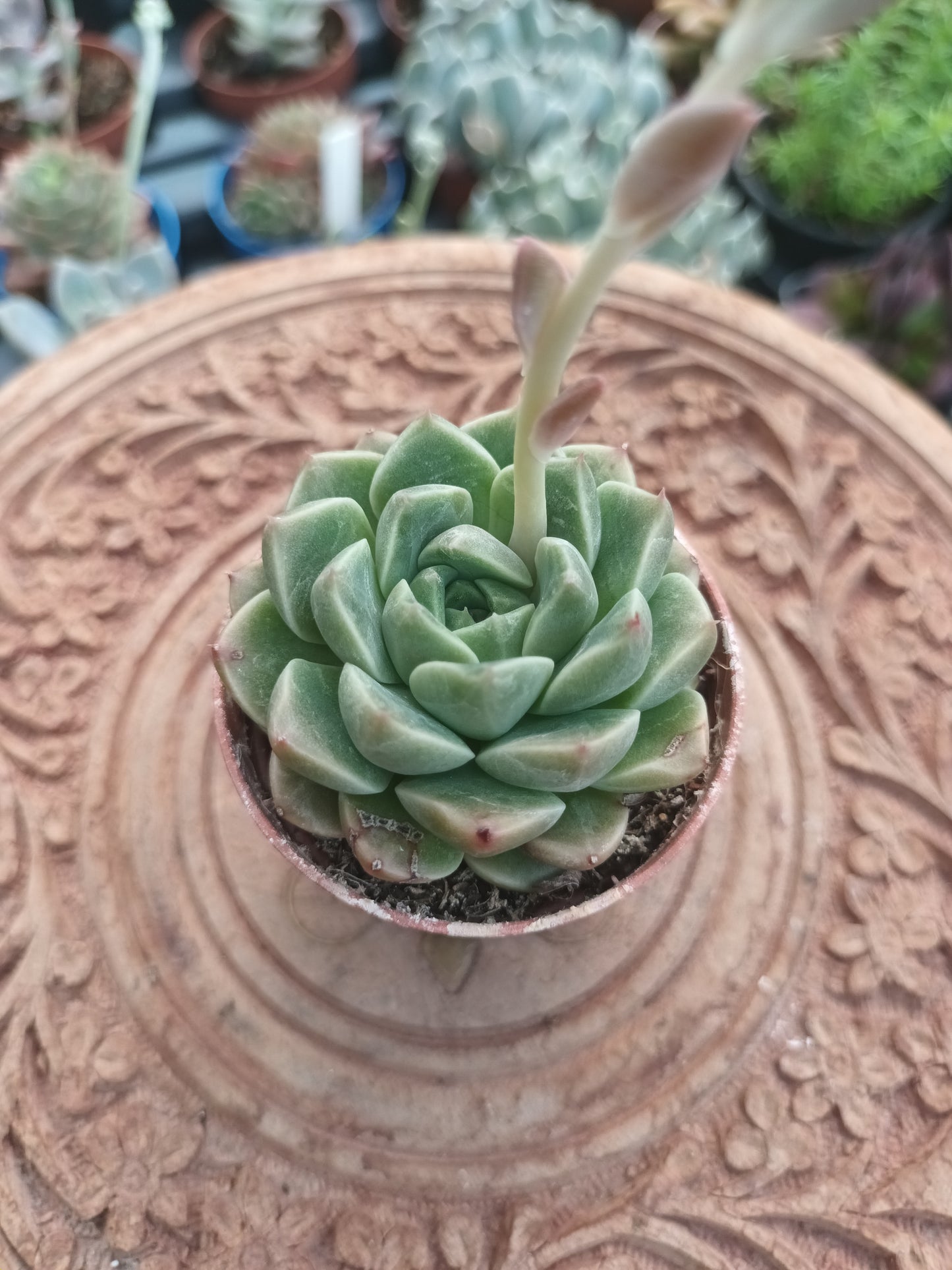 Echeveria van keppel