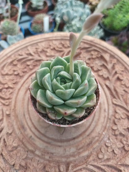 Echeveria van keppel