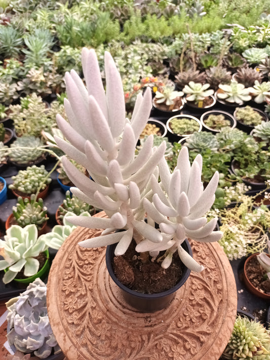 Senecio mont blanc
