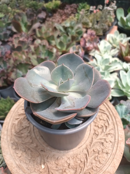 Echeveria Dusty Rose
