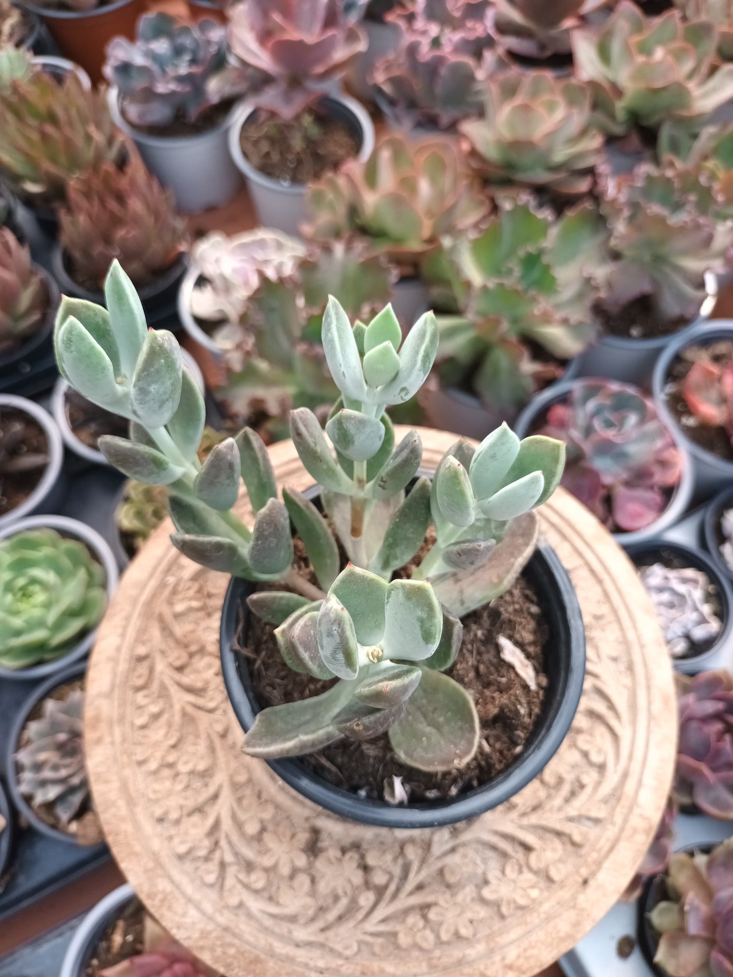 Cotyledon 'Green Peaks'