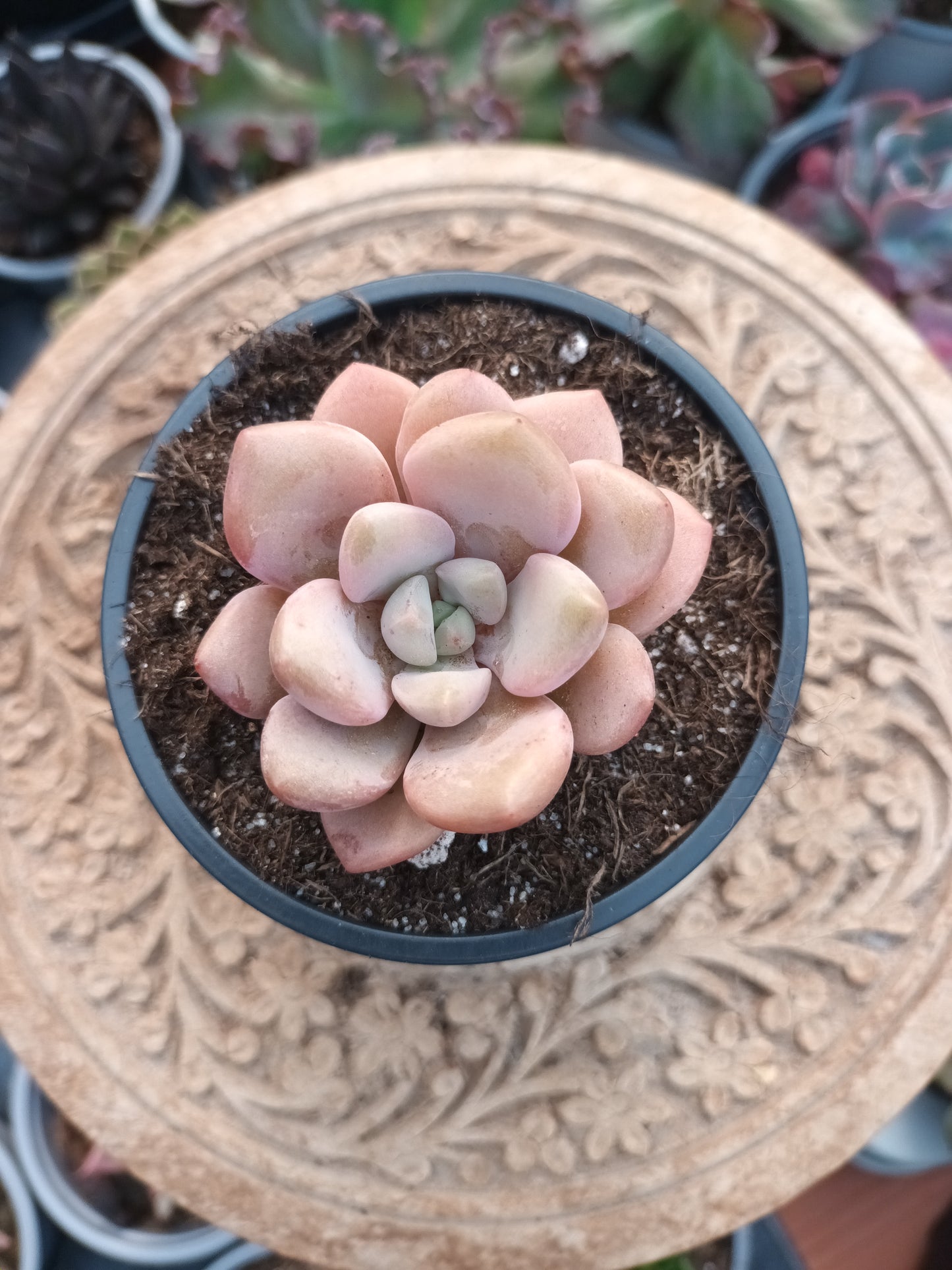Graptopetalum Spotted Deer