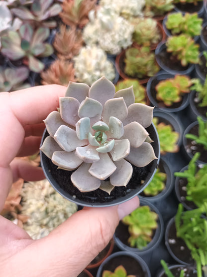 Echeveria carolina