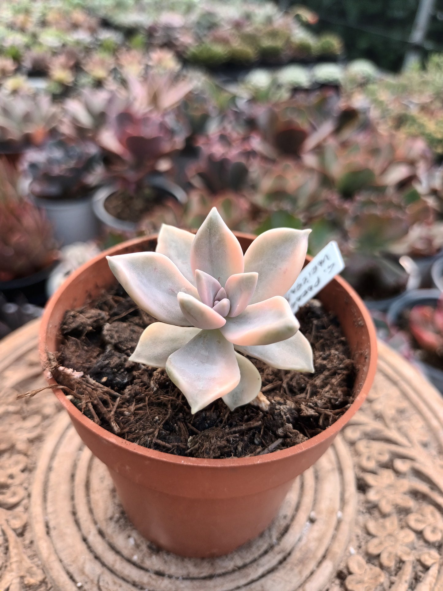 Graptopetalum paraguayense variegata