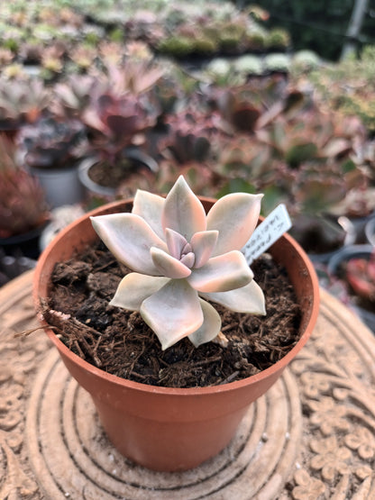 Graptopetalum paraguayense variegata