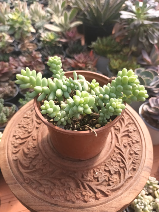 Sedum burrito
