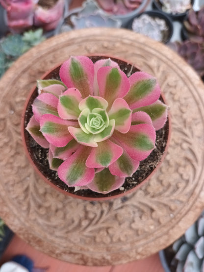 Aeonium Pink Witch