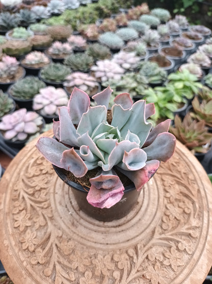 Echeveria Pink Trumpet