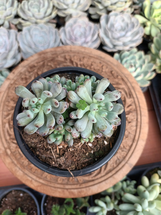 Graptopetalum Pachyphyllum ‘Blue Beam’