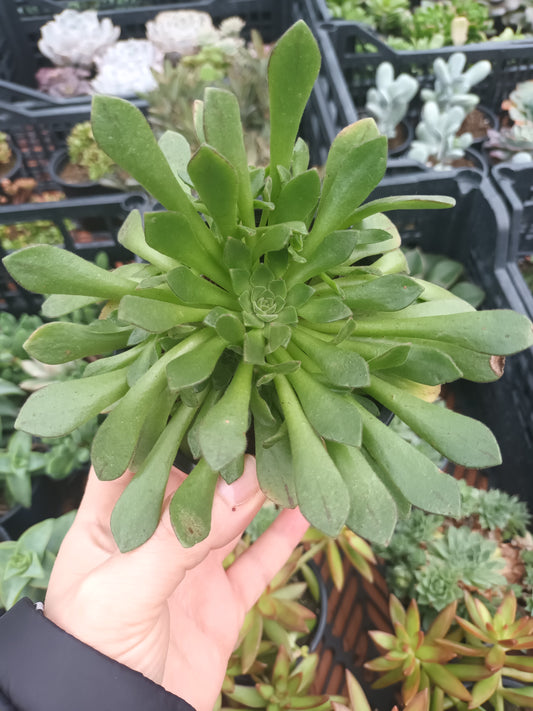 Aeonium Nogalesii Cupcake