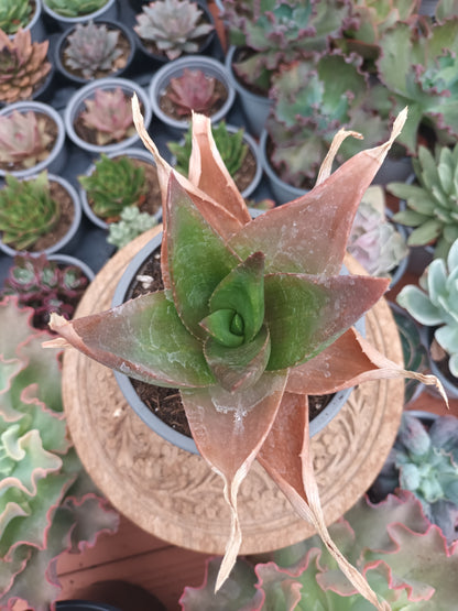 Gasteraloe Black Gemm